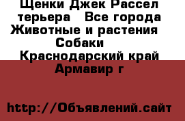 Щенки Джек Рассел терьера - Все города Животные и растения » Собаки   . Краснодарский край,Армавир г.